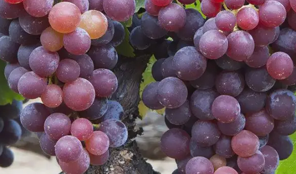 秋天的水果有哪些,10种代表秋天的水果颜色图3