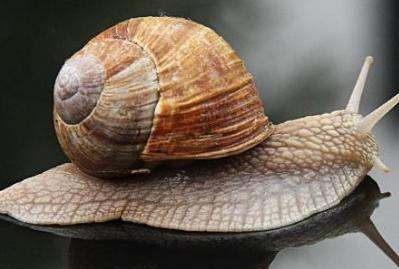 蜗牛的壳学名叫什么,蜗牛壳的作用图5