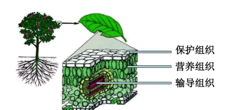 筛管运输什么,植物的导管和筛管分别运输什么物质图3