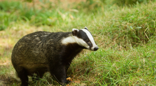 獾是什么动物,什么是獾图2