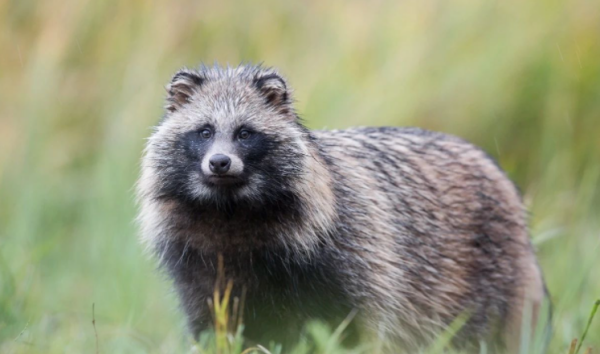 獾是什么动物,什么是獾图3