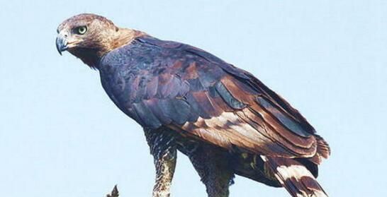 老鹰的天敌是什么