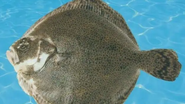 多宝鱼有鱼鳞,多宝鱼怎么去鳞片图2