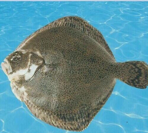 多宝鱼怎么去鳞片