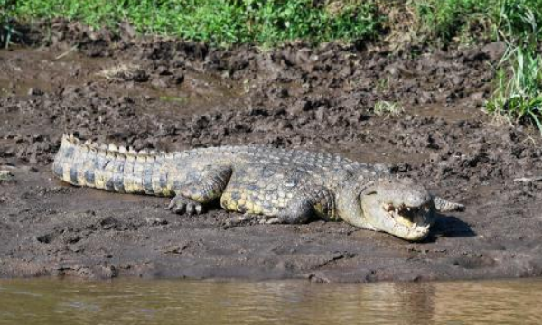 鳄鱼属于什么类的动物,鳄鱼属于什么动物图3