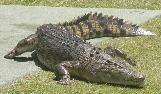 鳄鱼属于什么动物