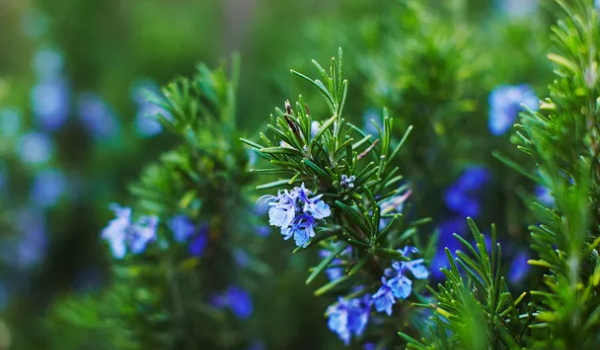 迷迭香的花语,迷迭香花语是什么意思图4