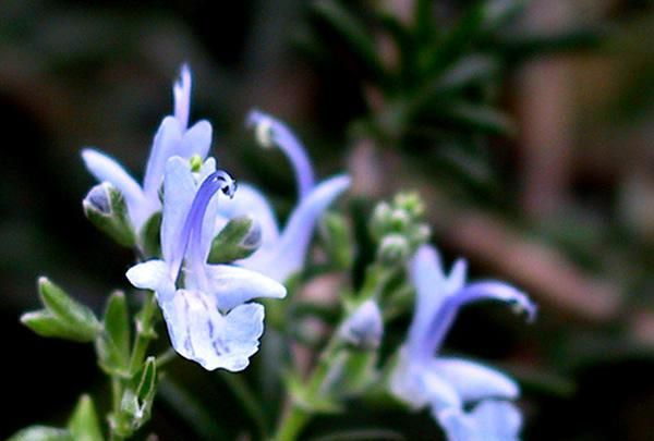 迷迭香花语是什么意思