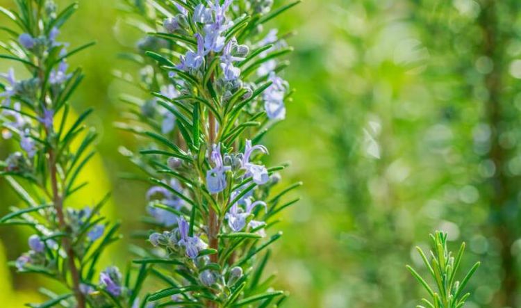 迷迭香的花语是什么
