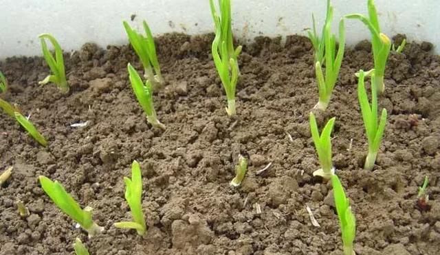 种大蒜，种大蒜的正确方法是怎样的？图4