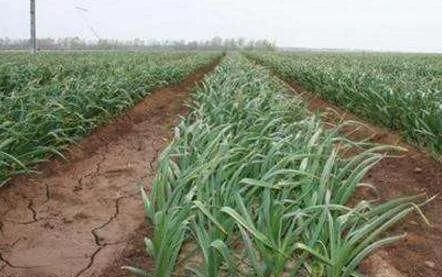 种大蒜，种大蒜的正确方法是怎样的？图5