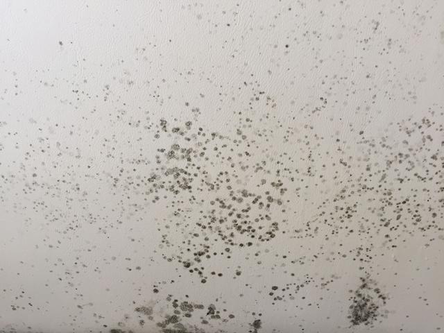 墙发霉了怎么处理好（墙面发霉不用愁除霉刷新用好这4招）(4)