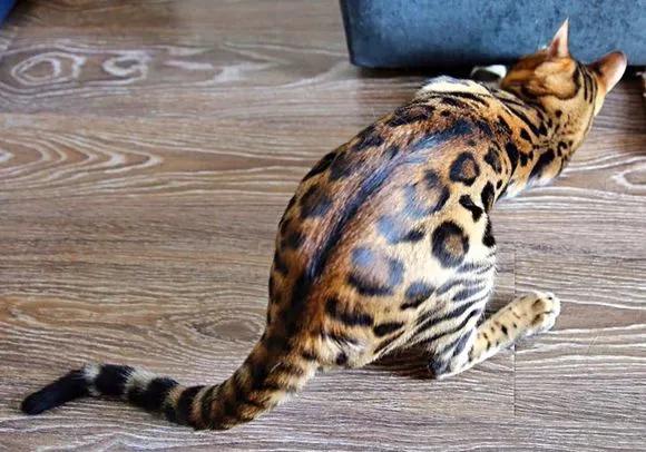 孟加拉猫有多厉害（以华丽被毛著称的孟加拉猫）(7)