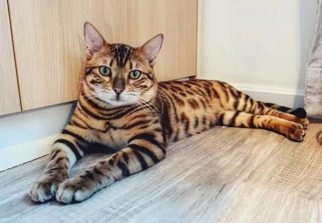 孟加拉猫有多厉害（以华丽被毛著称的孟加拉猫）(4)