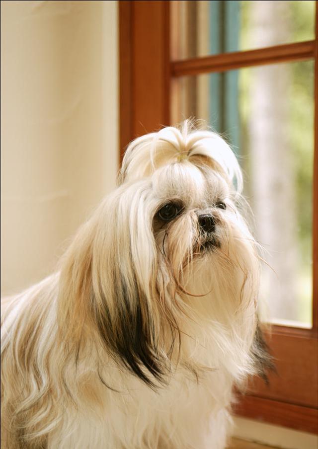 西施犬有什么特征(狗狗图鉴之西施犬)(3)