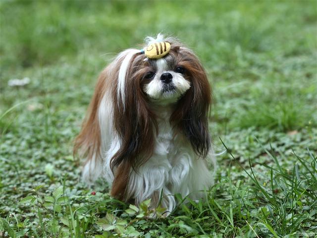 西施犬有什么特征(狗狗图鉴之西施犬)(6)