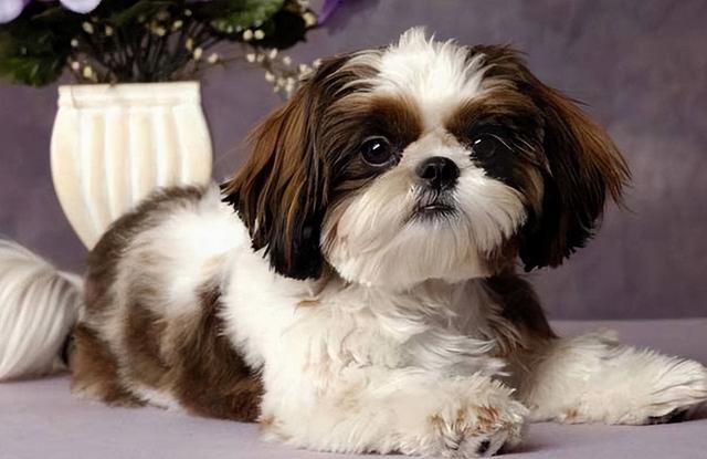 西施犬有什么特征(狗狗图鉴之西施犬)(2)