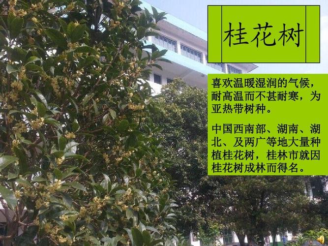 桂花的资料(桂花介绍)