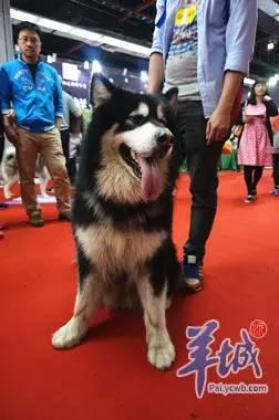 傻子阿旺叫爸爸(儿砸阿旺也要帅)(2)