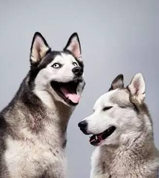 傻子阿旺叫爸爸(儿砸阿旺也要帅)(1)