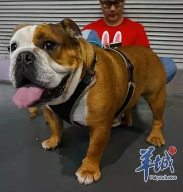 傻子阿旺叫爸爸(儿砸阿旺也要帅)(6)