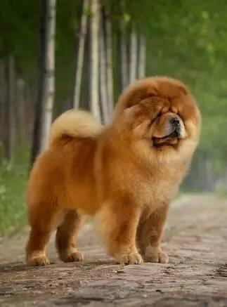 傻子阿旺叫爸爸(儿砸阿旺也要帅)(5)