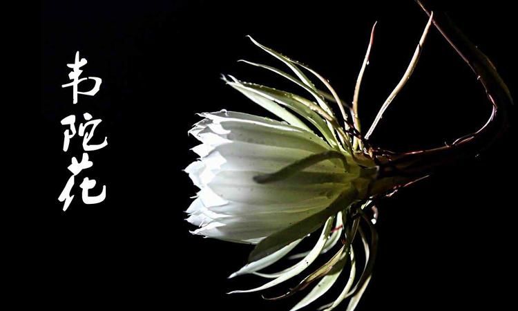 农民歌手为什么大多数都是昙花一现是什么原因造成的呢