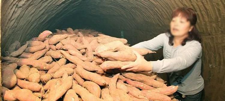 红薯怎么储存过冬不会坏,红薯怎么保存过冬不坏?