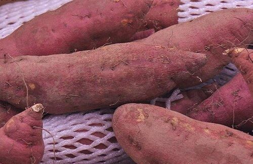 红薯过冬放家里怎么保存?