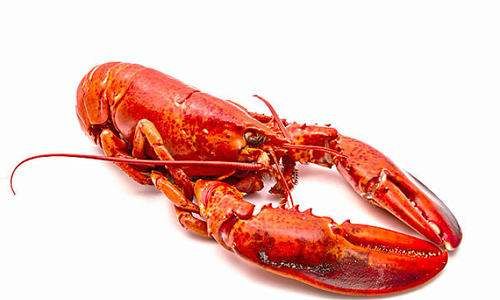 龙虾过夜能不能吃,龙虾能过夜吃吗隔夜能吃吗图3