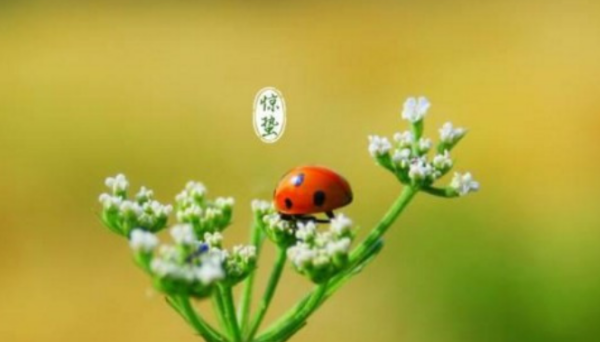 惊蛰的蛰是什么意思,蛰是什么意思图1