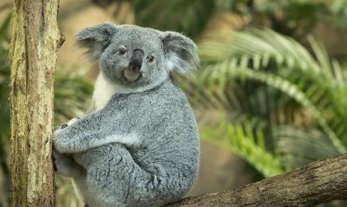 树袋熊是哪个国家的珍贵原始树栖动物澳大利亚新西兰？树袋熊是哪个国家的珍稀物种-第1张图片-