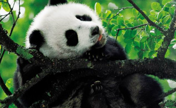 大熊猫是什么科,熊猫属于什么科图1