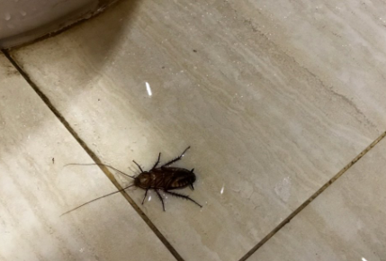 床底下有蟑螂怎么避免爬到床上,床上有蟑螂怎么办怎样才能防止蟑螂爬到床上图4