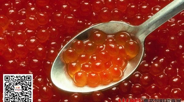 鱼籽的营养价值及功效及副作用