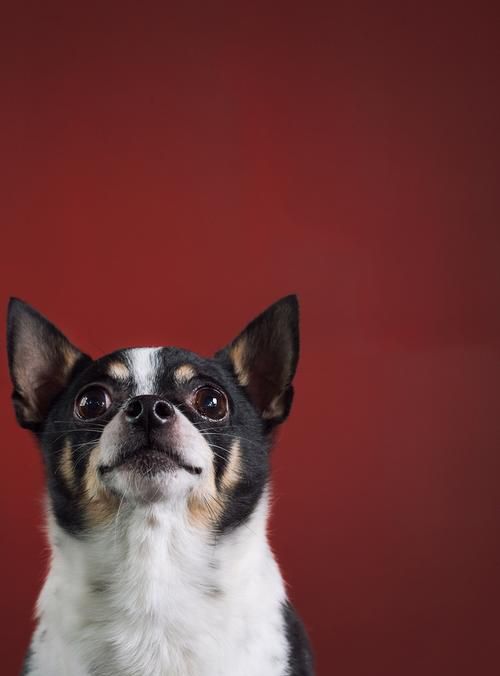 欲钱买人见人爱的生肖指什么生肖