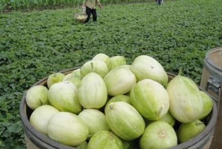 绿色的香瓜可不可以吃皮