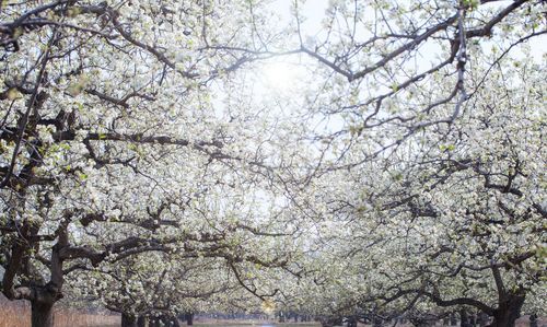 千树万树梨花开,是什么意思