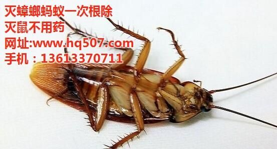 家里除蟑螂最有效的方法