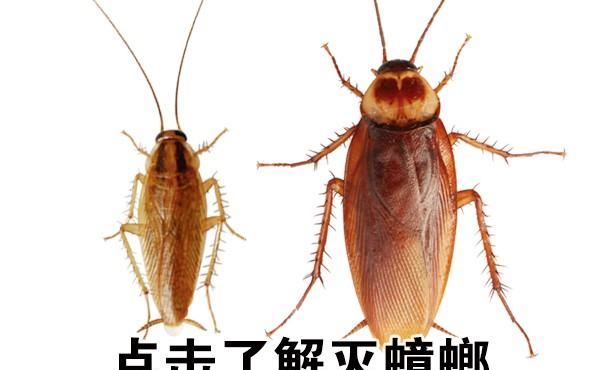 如何灭蟑螂有效,家里除蟑螂最有效的方法图2