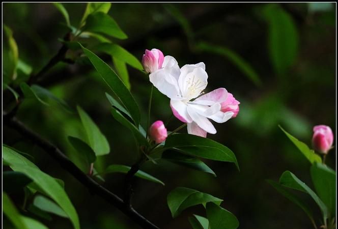 一枝梨花压海棠是什么意思啊