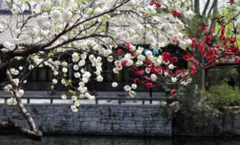 一枝梨花压海棠,一枝梨花压海棠的上一句是什么图1