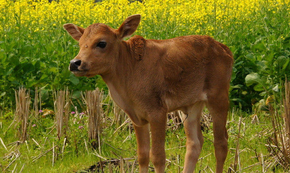 滚犊子的意思到底是什么,滚犊子是什么意思图2