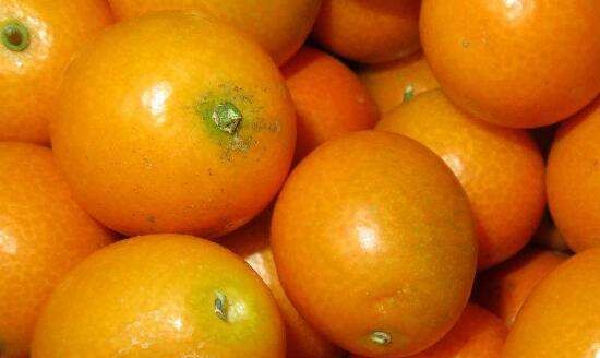 金桔是桔子,金桔与金橘经常分不清吗图3