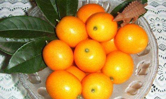 金桔是桔子,金桔与金橘经常分不清吗图2