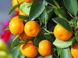 金桔是桔子,金桔与金橘经常分不清吗图4