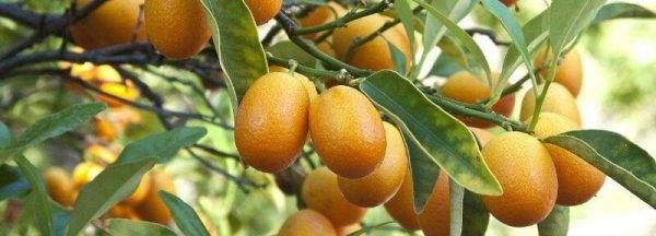 金桔是桔子,金桔与金橘经常分不清吗图1