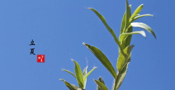立夏是几月几日,立夏是几月几号?图3