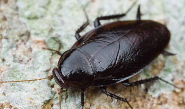 家里如何除蟑螂,如何彻底消除家里的蟑螂图2