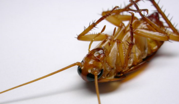 家里如何除蟑螂,如何彻底消除家里的蟑螂图5